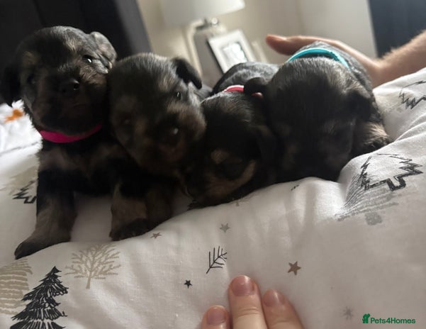 Miniature Schnauzer dogs Scrumptious kc reg salt and pepper schnauzer - Advert 1