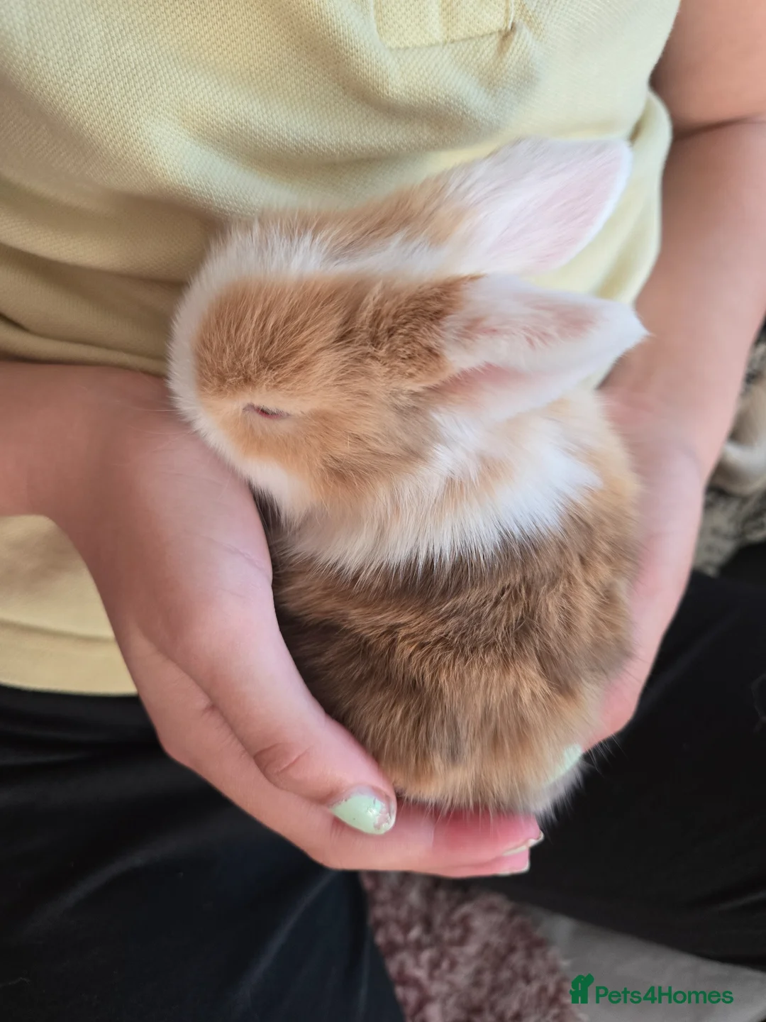 Mixed Breed rabbits for sale: 2 Mini lop x lion lop babies (boys).Price for both - Advert 8