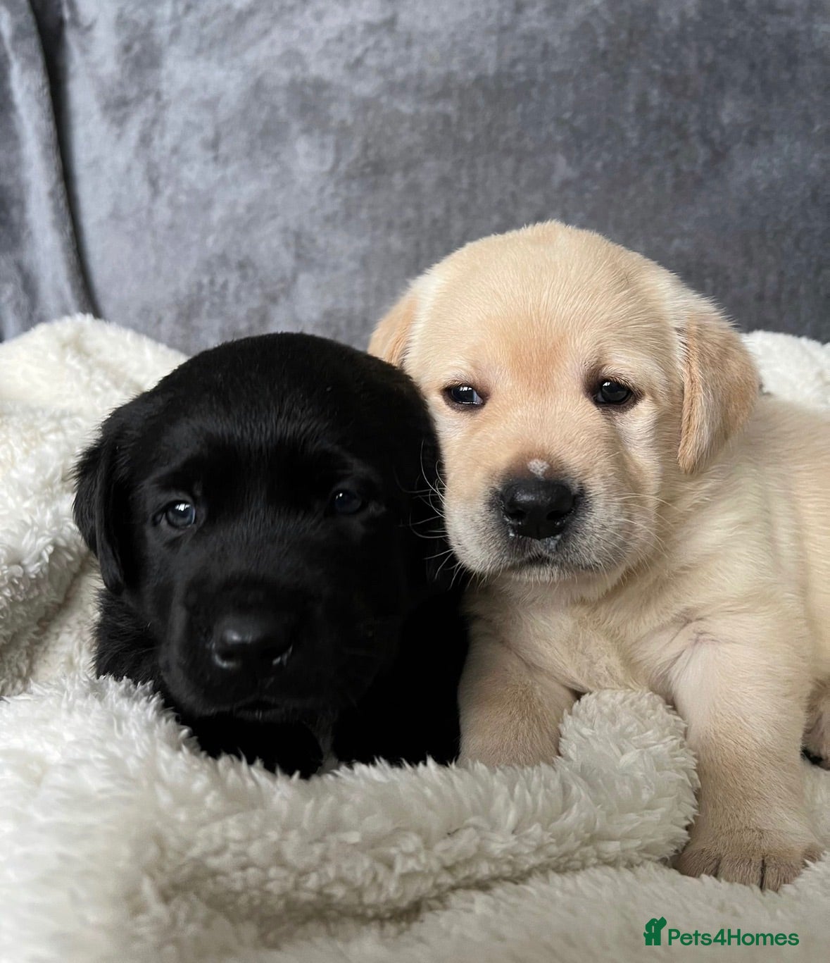 Labrador Retriever dogs Stunning Black & Yellow Show Pups - Advert 2