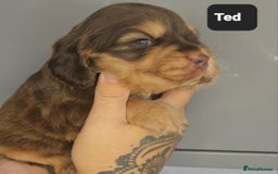 Cocker Spaniel dogs for sale: Exceptional Pedigree Kc Champion Show Cockers - Image 18