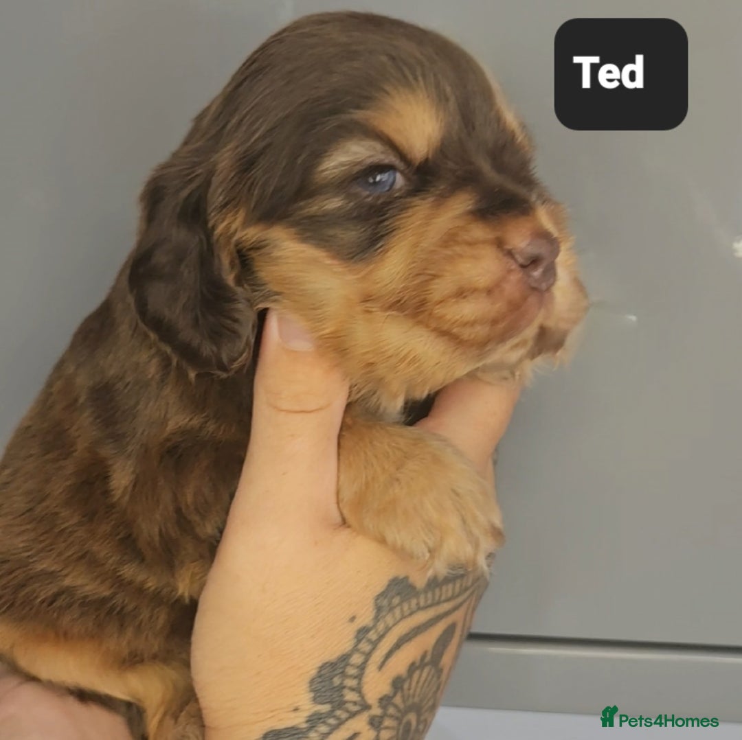 Cocker Spaniel dogs for sale: Exceptional Pedigree Kc Champion Show Cockers - Image 18
