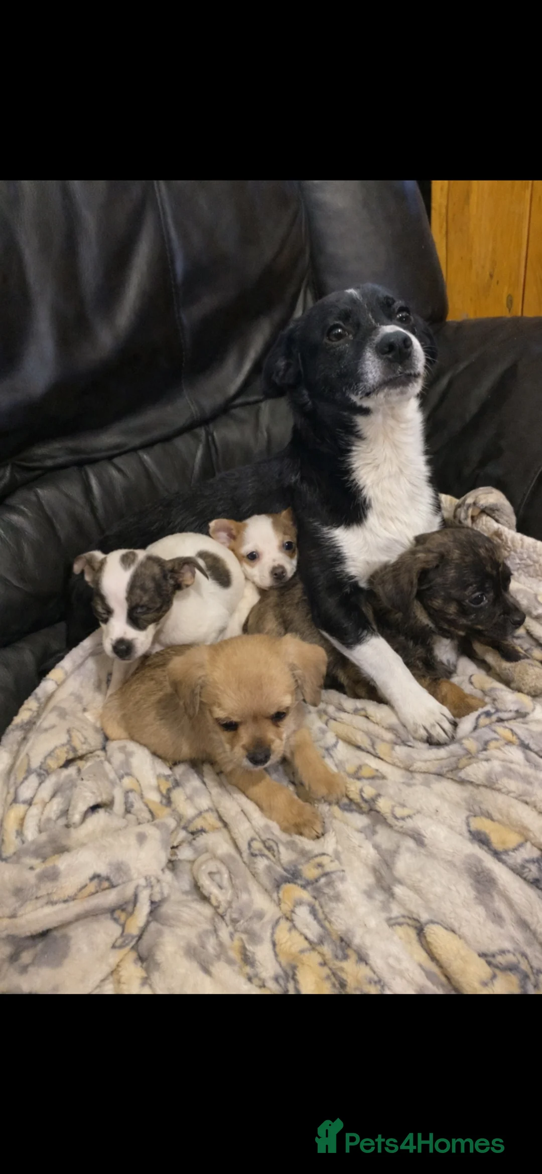 Jack Russell dogs for sale: Absolutely stunning jack russel puppies  - Advert 2