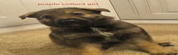 German Shepherd dogs for sale:  German shepherd pups for sale - Advert 10