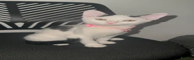 Kiki