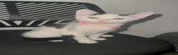 Mixed Breed cats for sale: White Black Kittens - Advert 13