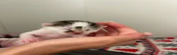 Mixed Breed cats for sale: Litter of 5 kittens  - Advert 4