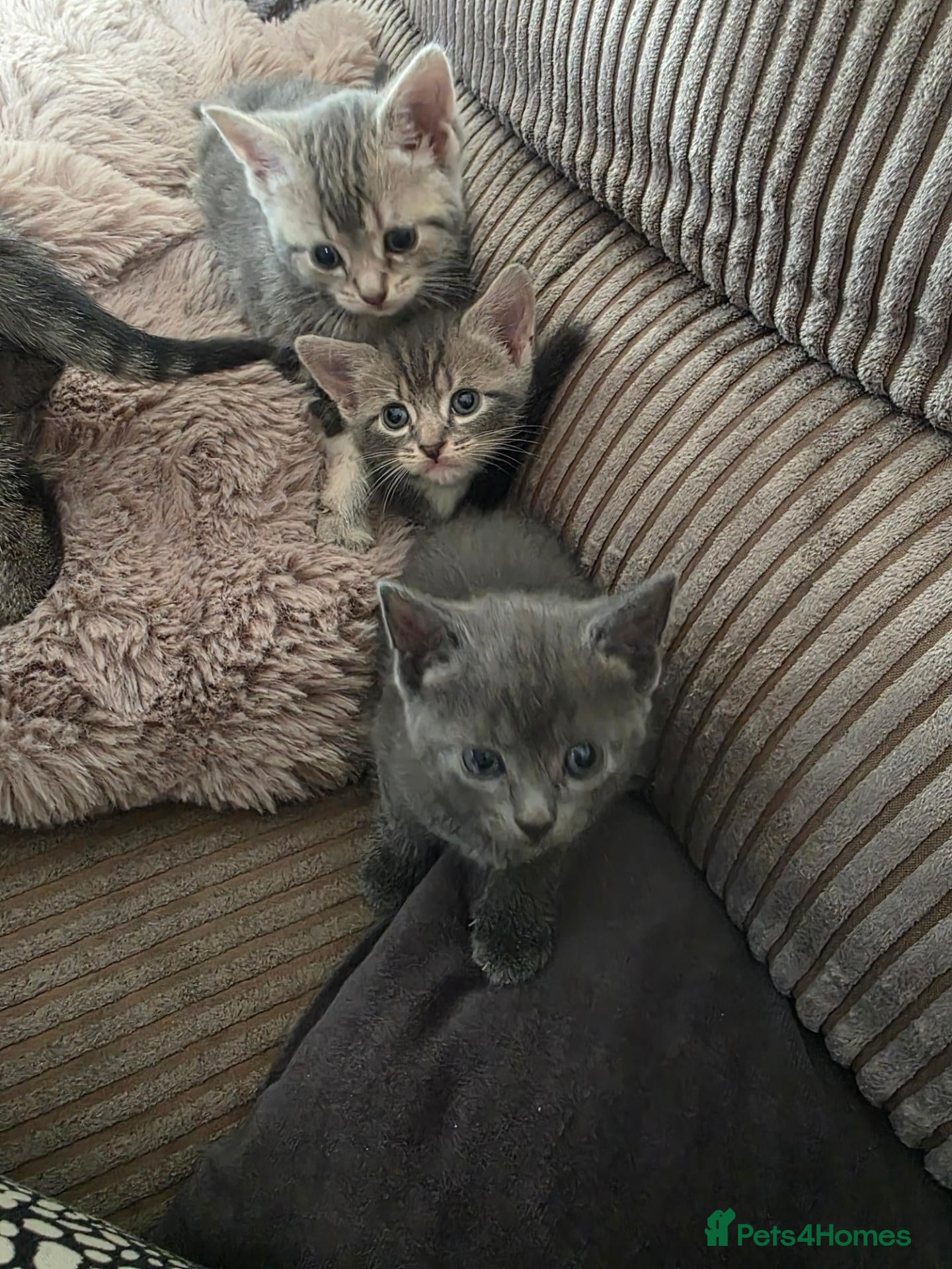 Mixed Breed cats 4 beautiful kittens  - Advert 1