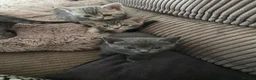 Mixed Breed cats for sale: 4 beautiful kittens  in Huntingdon - Advert 6