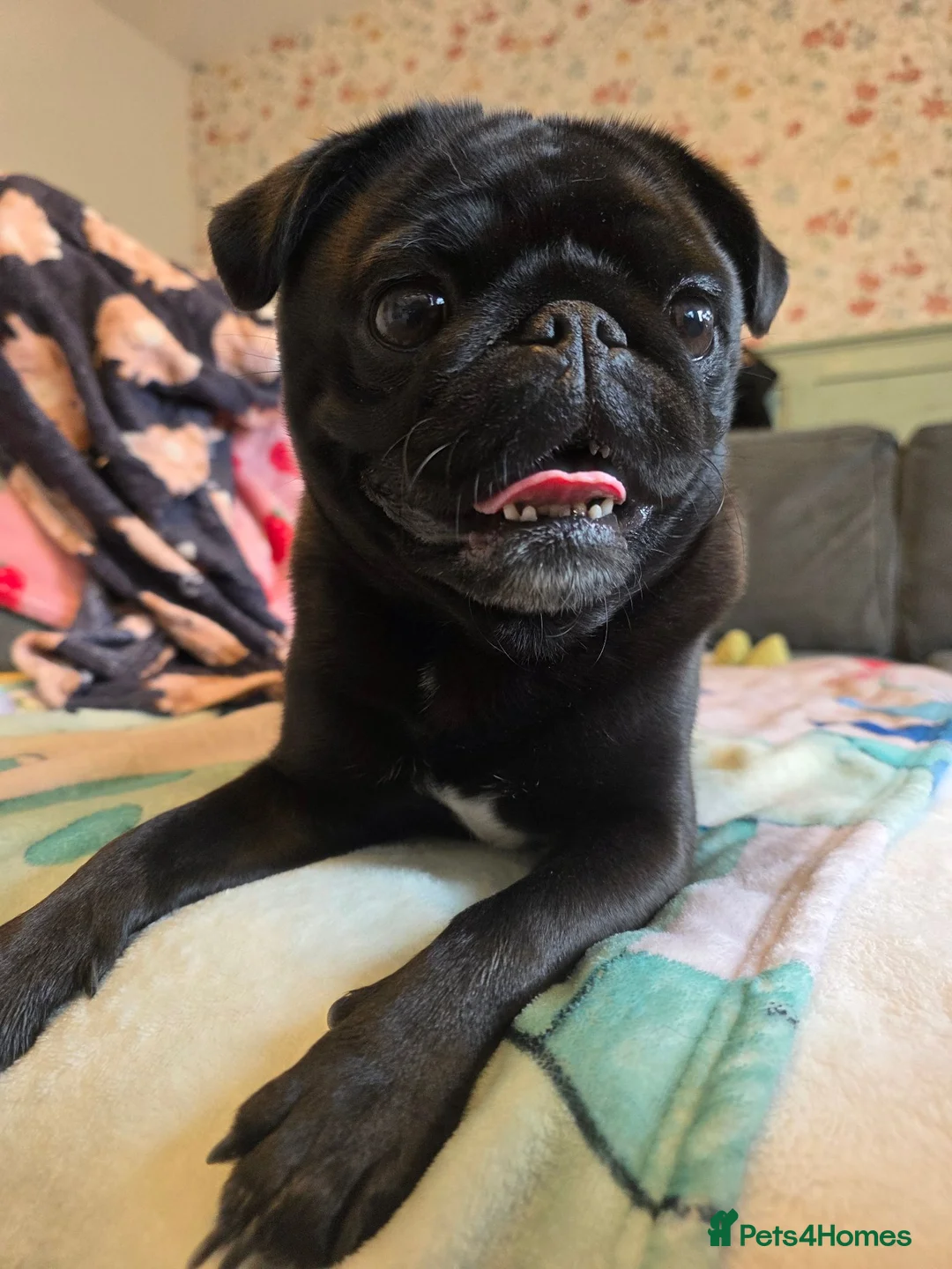 Pug dogs for sale: Susie the Cuddlebug Pug in Doncaster - Advert 13