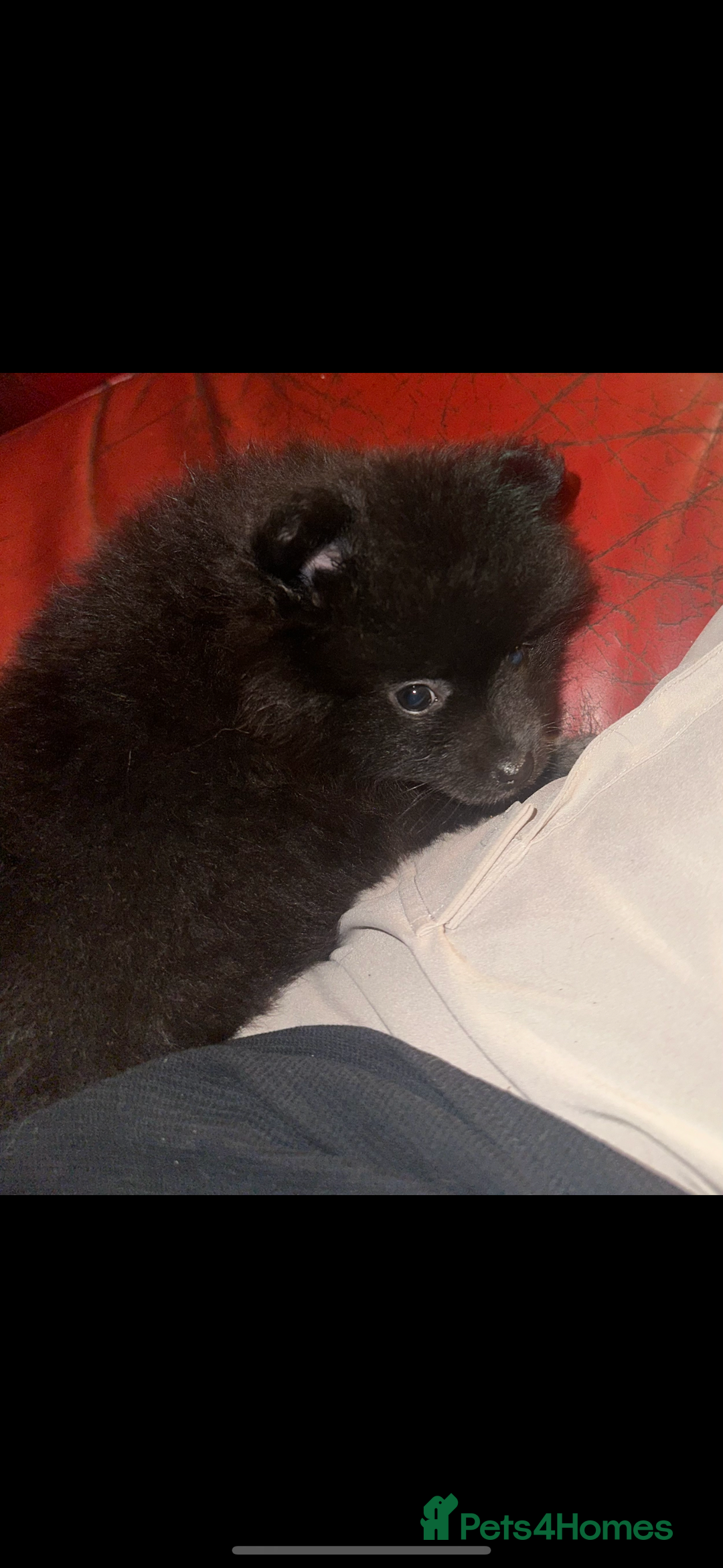 Pomeranian dogs for sale: Pomeranian puppy girl  - Image 8
