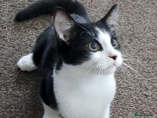 Mixed Breed cats Handsome 3 month old Bruno looking for a home. - Advert 15