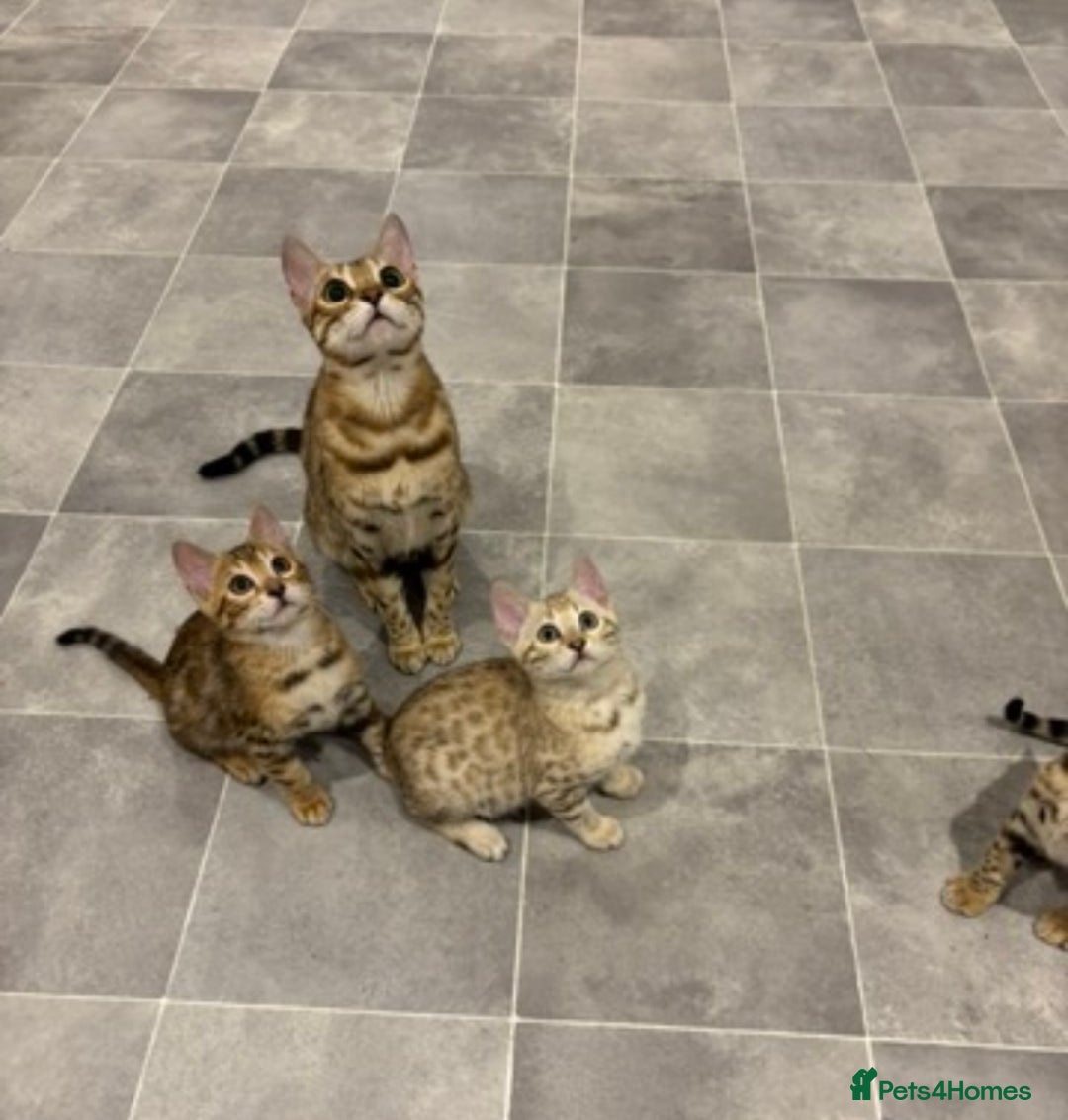 Bengal cats for sale: 😻 🥇 Tica Show Winner 🥳 😻  - Advert 1