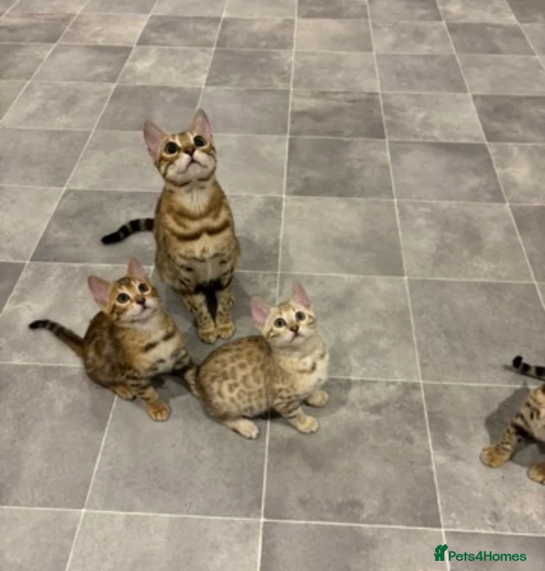 Bengal cats for sale: 😻 🥇 Tica Show Winner 🥳 😻  - Advert 2