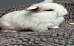 Dwarf Lop rabbits for sale: Pure bred dwarf lops - Image 4