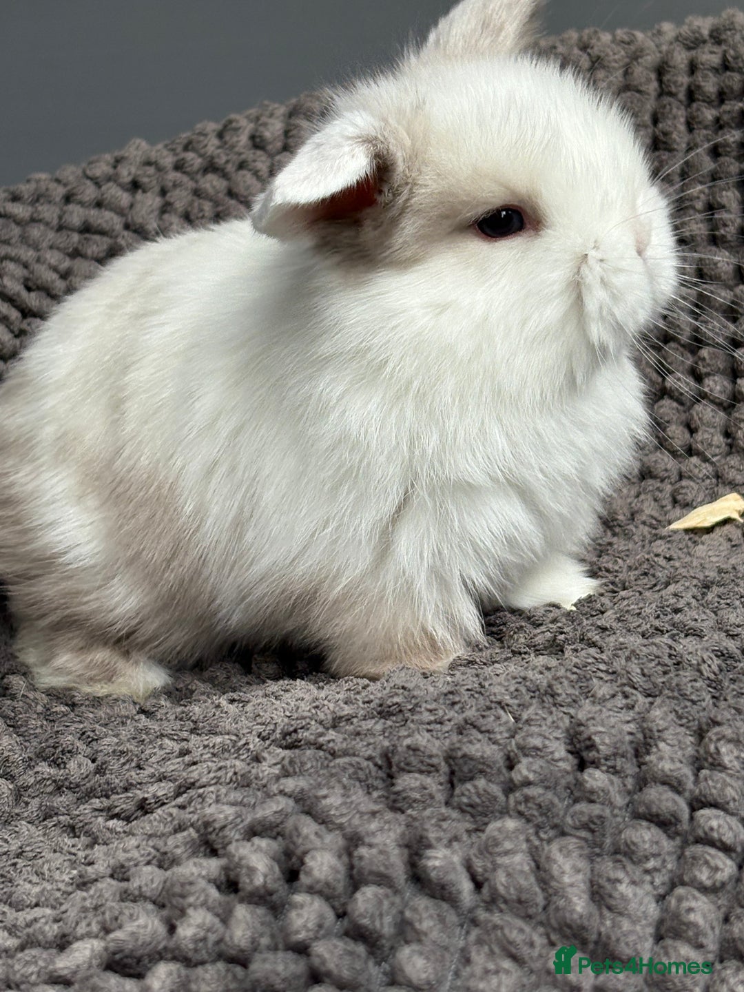 Dwarf Lop rabbits for sale: Pure bred dwarf lops - Image 4