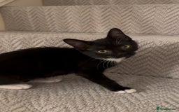 Mixed Breed cats for sale: Last kitty for sale!  - Advert 1