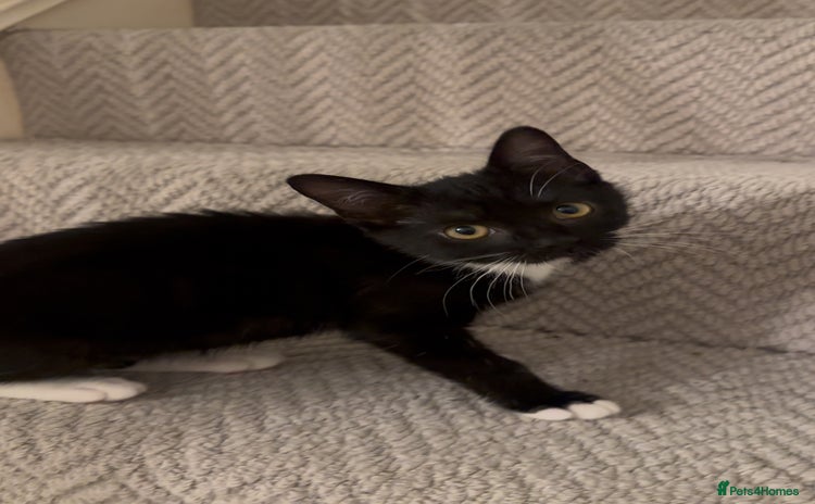 Mixed Breed cats Last kitty for sale!  - Advert 3