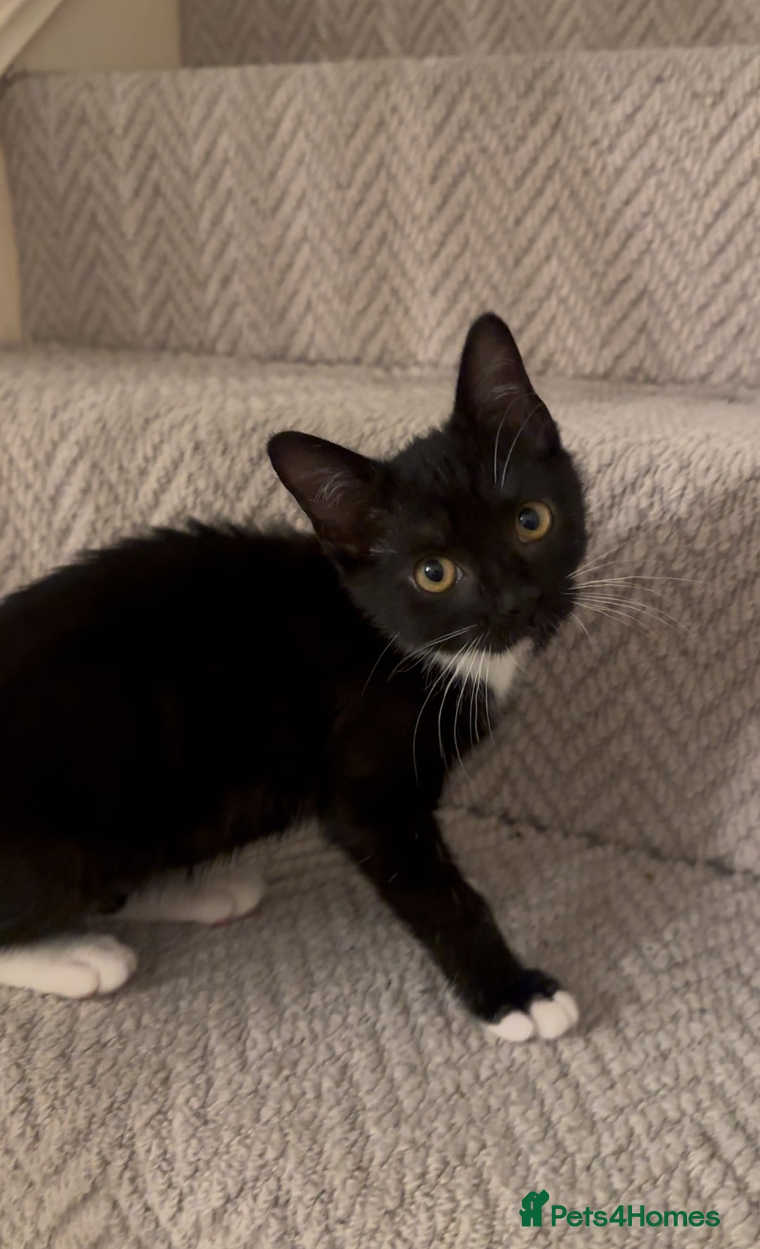 Mixed Breed cats for sale: Last kitty for sale!  - Advert 1