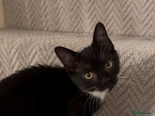 Mixed Breed cats Last kitty for sale! - Advert 13