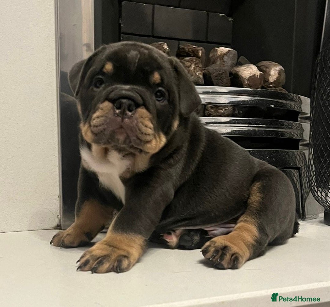 English Bulldog dogs for sale: Bulldogs with high dna - Image 1