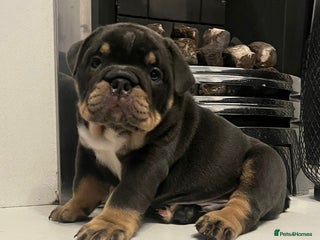 English Bulldog dogs Bulldogs with high dna - Advert 7