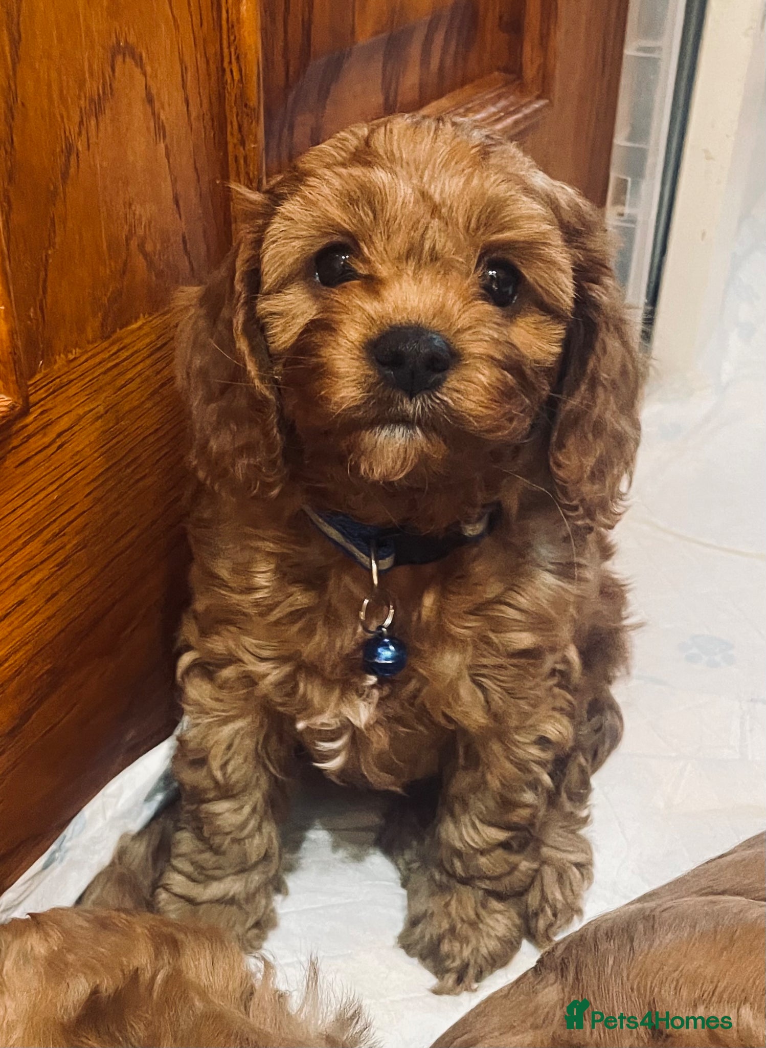 Cavapoo dogs Cavapoooo f1  - Advert 1