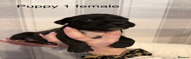 Cane Corso Puppy 1