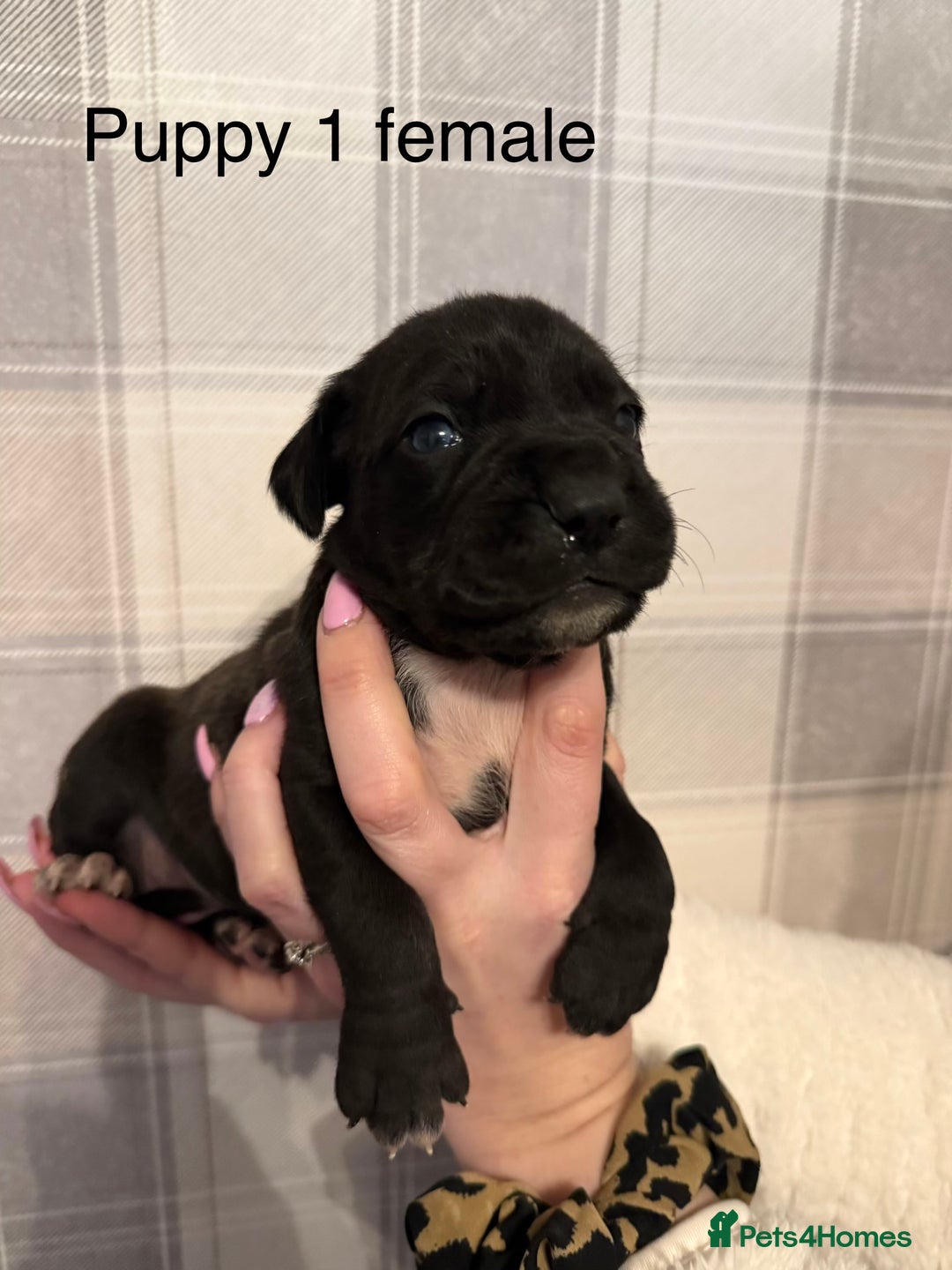 Cane Corso dogs for sale: Stunning chunky cane corso puppies - Advert 2