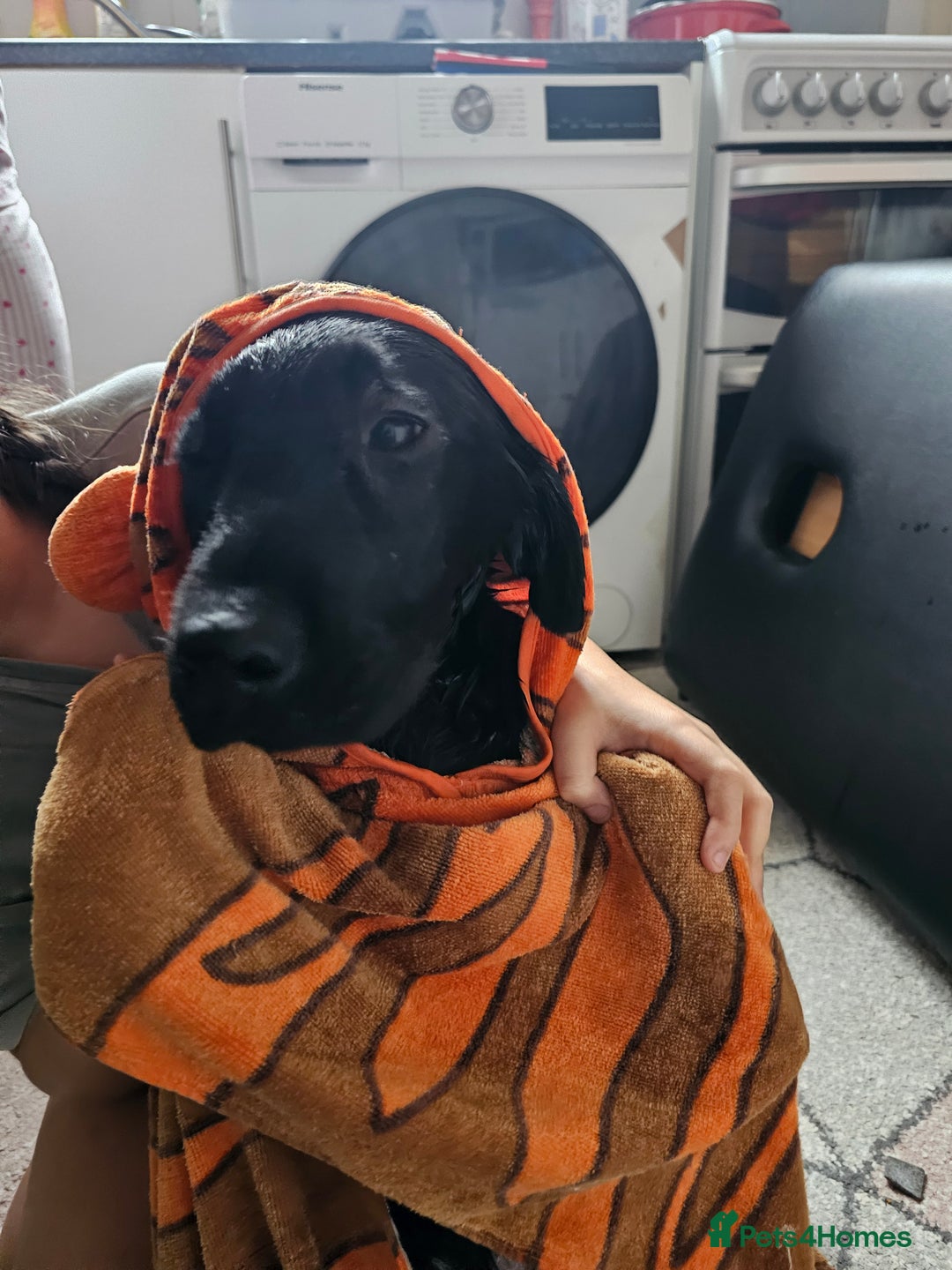 Labrador Retriever dogs for sale: Labrador puppies - Advert 10