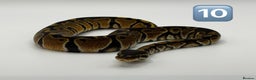 Python Snake reptiles for sale: Baby ball pythons for sale  - Advert 8
