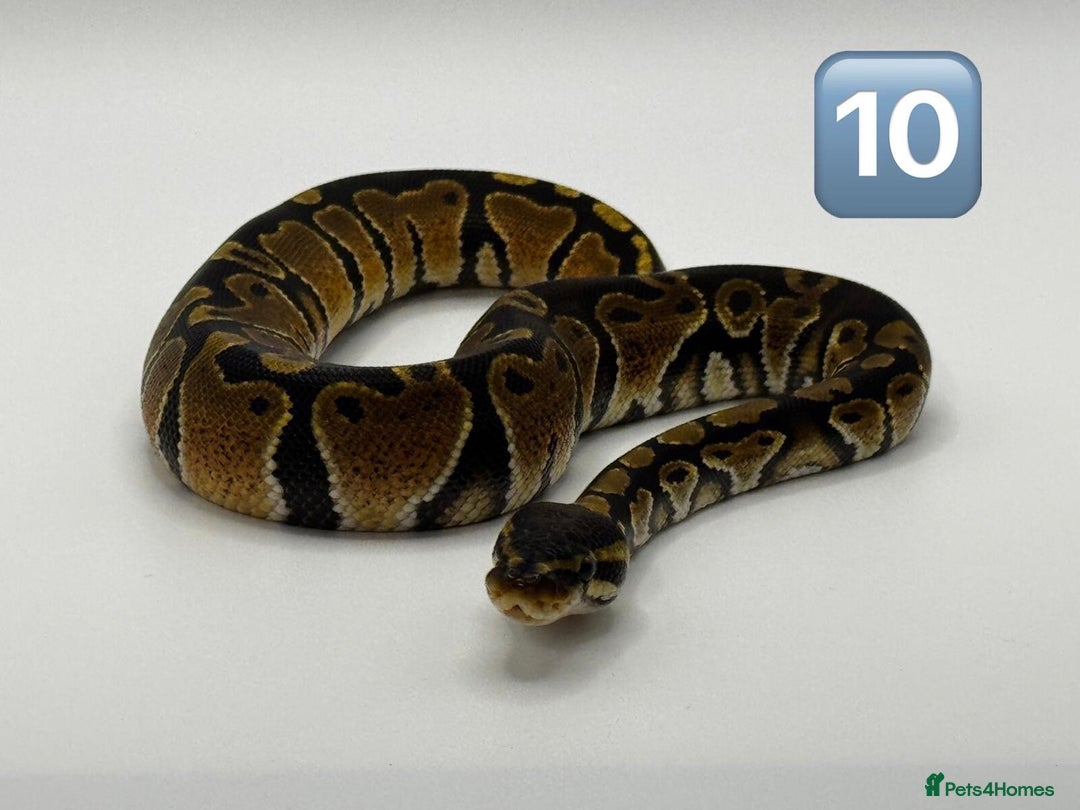 Python Snake reptiles for sale: Baby ball pythons for sale  - Image 8