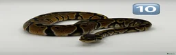 Python Snake reptiles for sale: Baby ball pythons for sale  - Advert 8