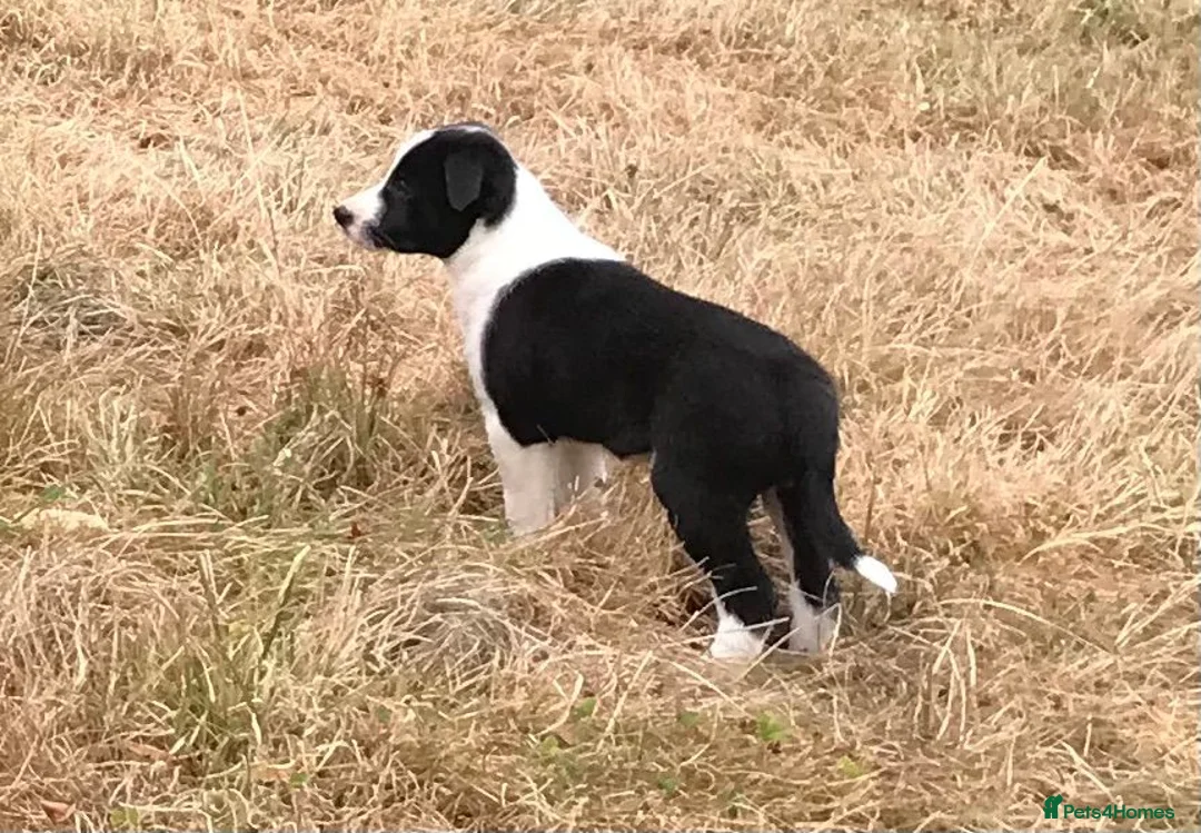 Border Collie dogs for sale: OUTSTANDING BORDER COLLIE MALE PUP CHAMPION LINES - Advert 2