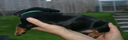 Dachshund dogs for sale: 7 dachshund pups for sale in Bradford - Advert 19