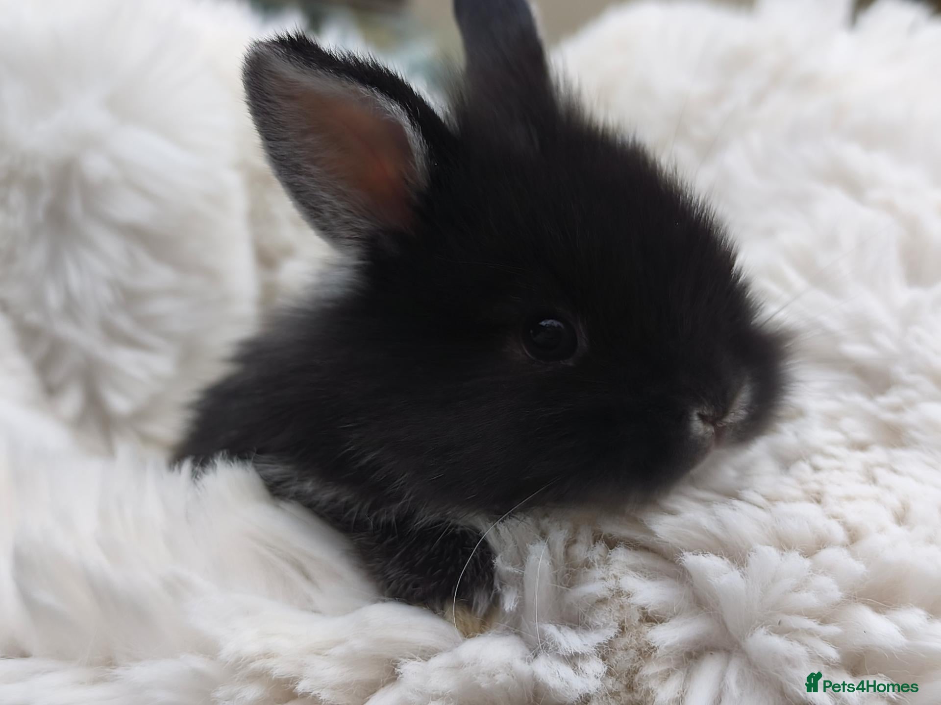 Mini Lion Lop rabbits Ready 23rd October  - Advert 2