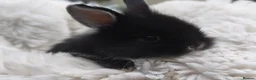 Mini Lion Lop rabbits for sale: Ready 23rd October  - Advert 2