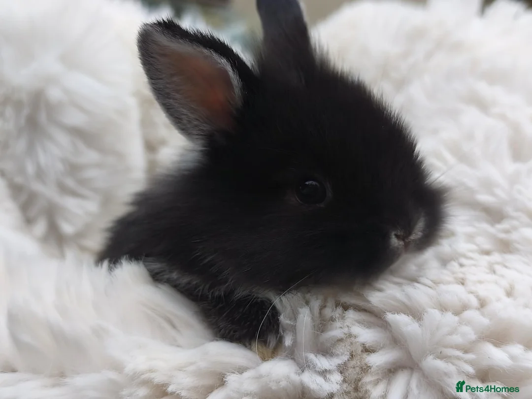 Mini Lion Lop rabbits for sale: Ready 23rd October  - Advert 2