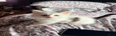 Mixed Breed Kitten 1