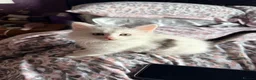 Mixed Breed cats for sale: Beautiful kittens  in Heanor - Advert 9