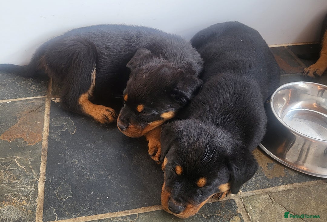 Rottweiler dogs for sale: Chunky Rottweiler Puppies  - Image 32