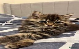 Siberian cats for sale: Purebred Siberian  - Image 4