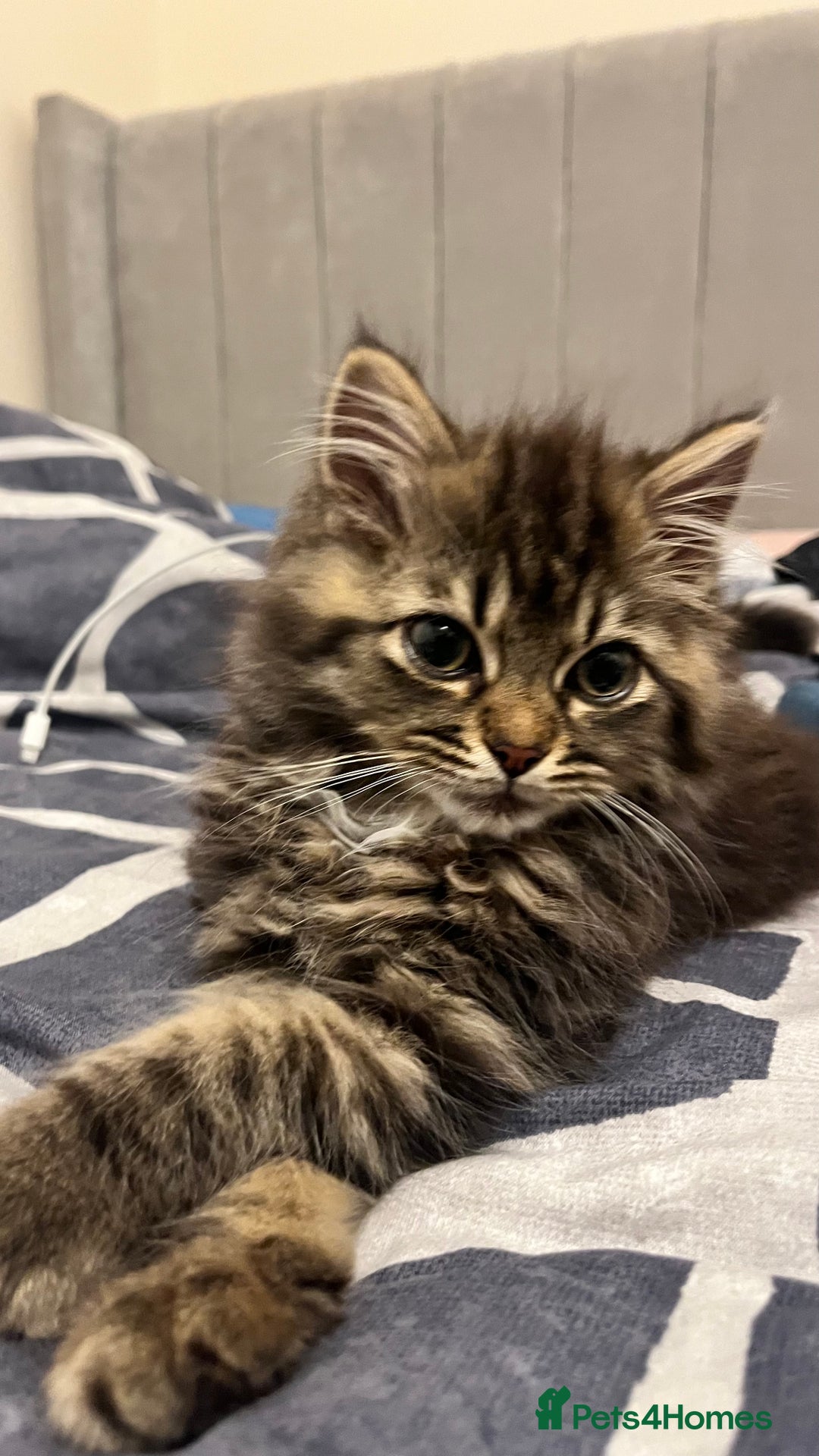 Siberian cats for sale: Purebred Siberian  - Image 4