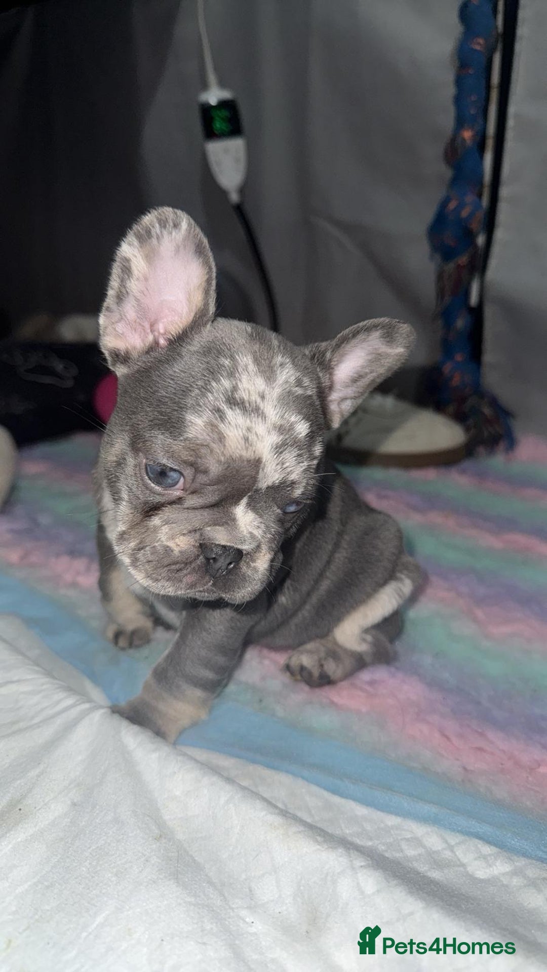 French Bulldog dogs for sale: French bulldogs pedigree - Advert 2