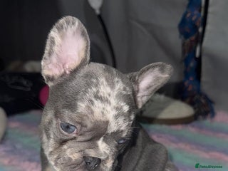 French Bulldog dogs French bulldogs pedigree - Advert 2