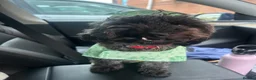 Doxiepoo dogs for sale:  Doxie-poo Looking for a Loving Forever Home in Coventry - Advert 2