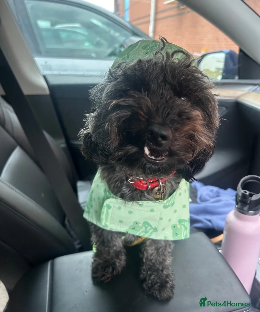 Doxiepoo dogs for sale:  Doxie-poo Looking for a Loving Forever Home in Coventry - Advert 2