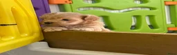 Maltipoo dogs for sale: Adorable Maltipoo Boys  - Advert 19