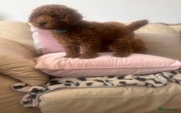 Toy Poodle dogs for sale: Toy poodles - Image 3