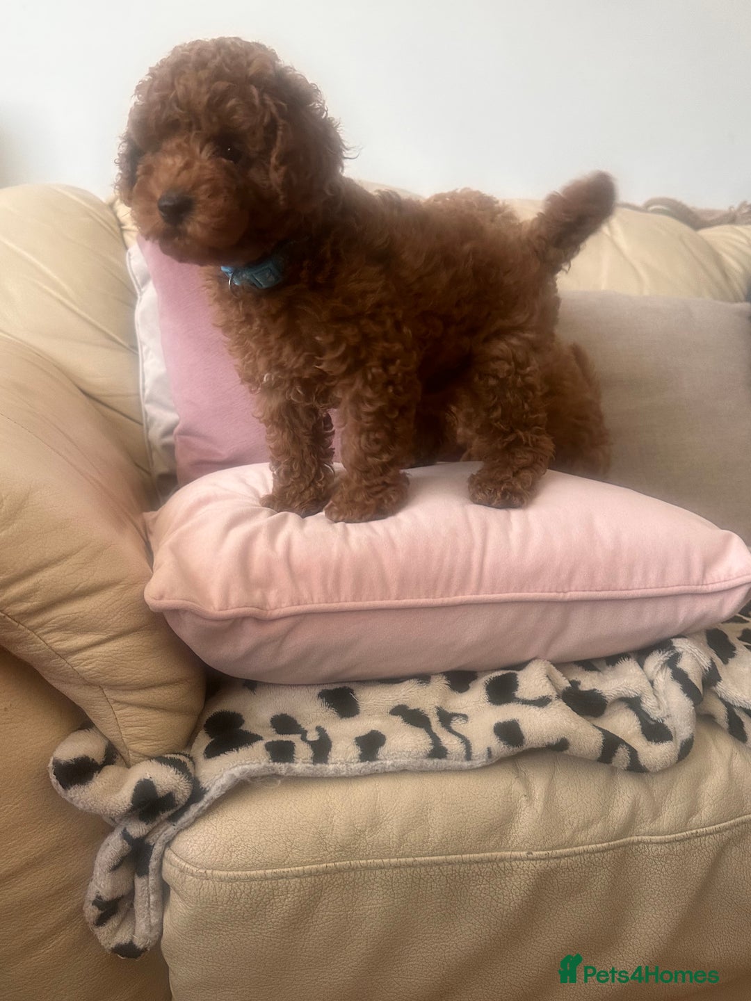 Toy Poodle dogs for sale: Toy poodles - Image 3
