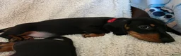 Dachshund dogs for sale: Six beautiful miniature smooth haired dachshunds - Advert 6